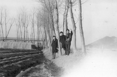 1970 zionisland poplar tree